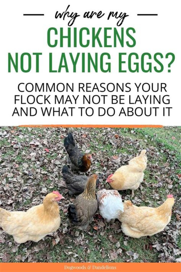 Why are my chickens destroying their eggs?
