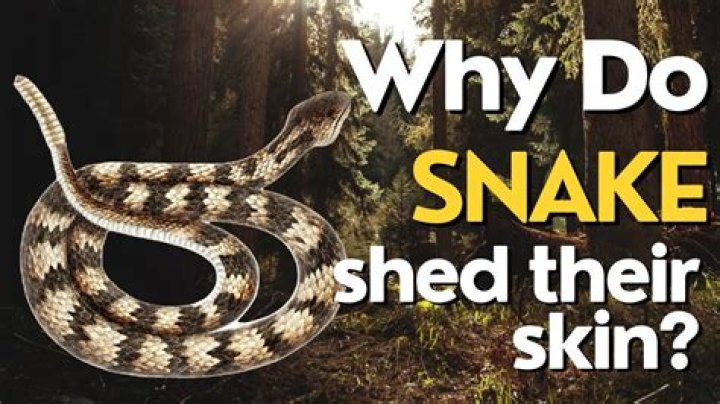 Why did my snake sneeze?