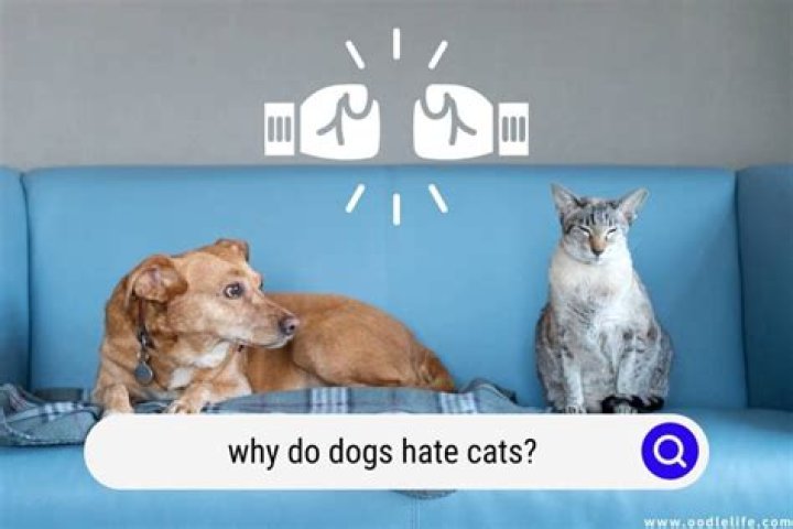 Why do dogs hate blue?