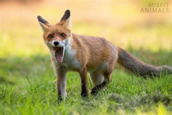 Why do fox scream at night?