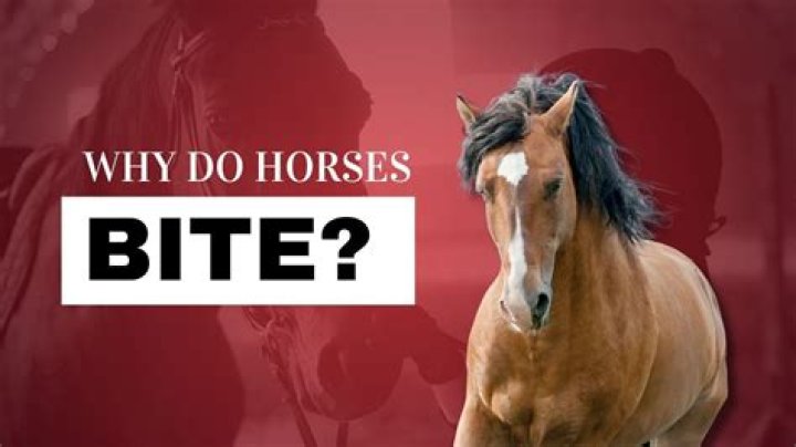 Why do horses bite after race?