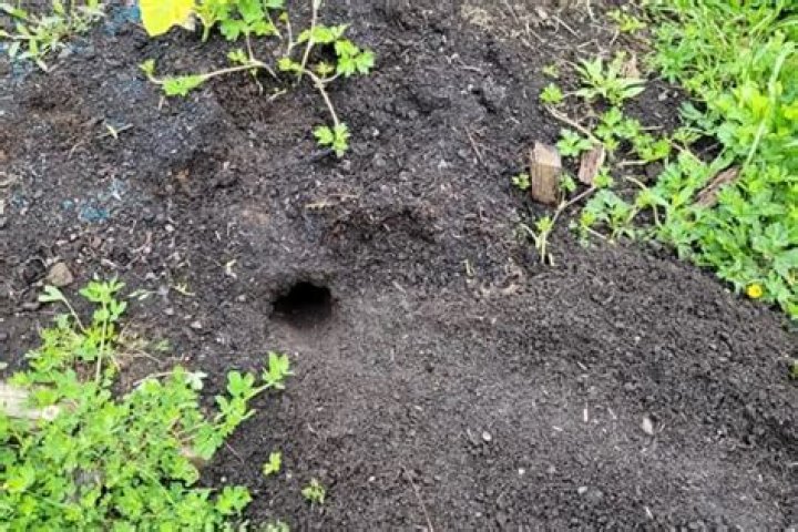 Why do I have rats in my garden?