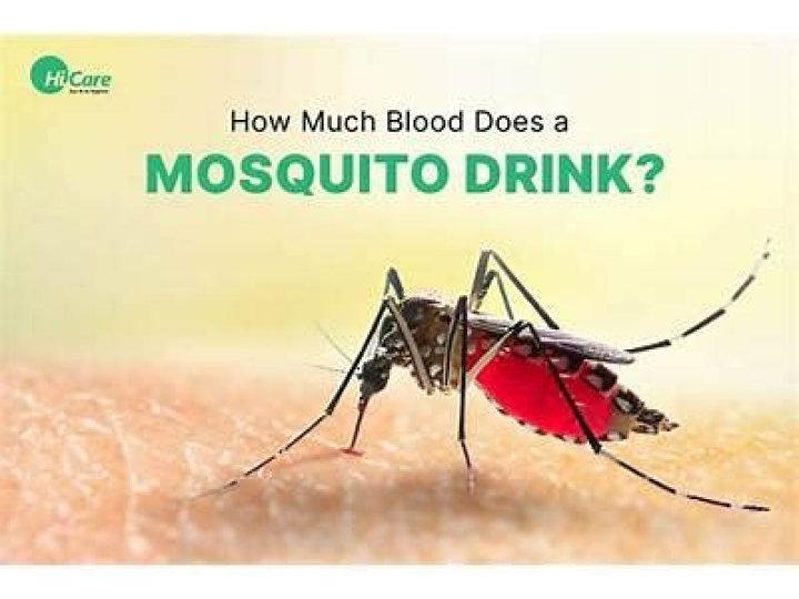 Why do mosquitoes like my blood so much?