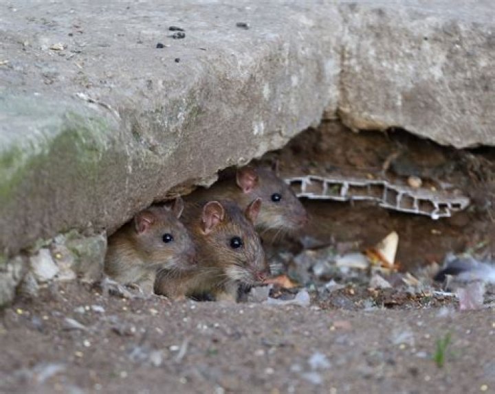 Why do rats sigh?