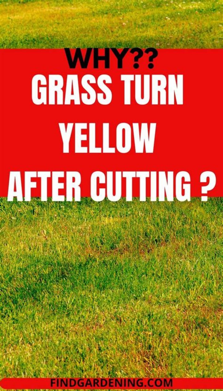 Why does grass turn yellow after cutting?