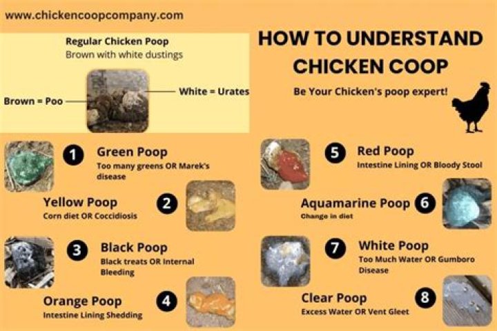 Why does my chicken puff up?
