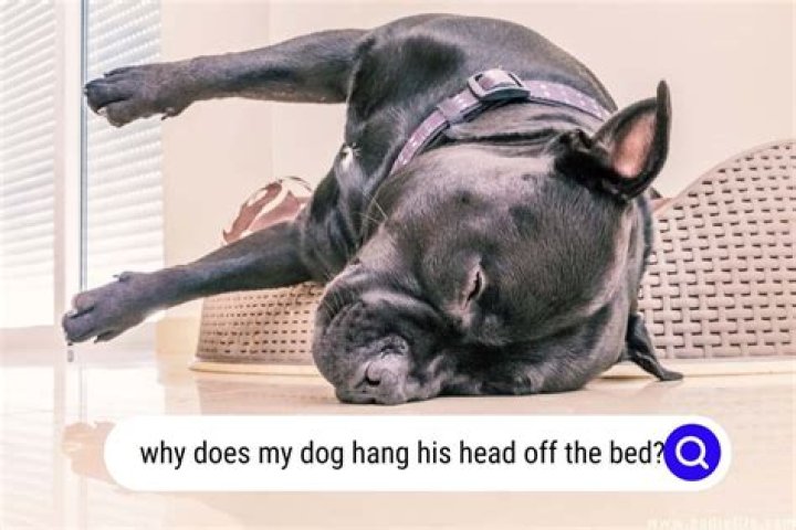 Why does my dog hang his head off the bed?