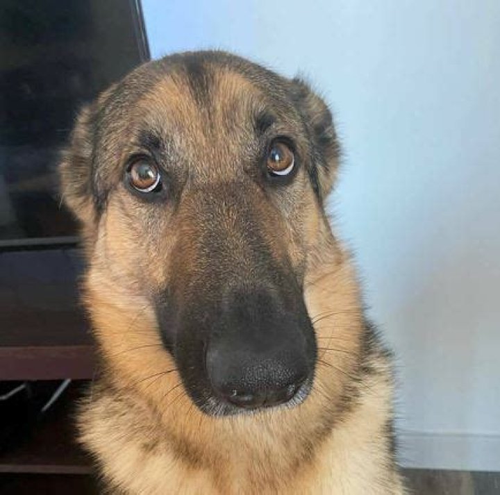 Why does my German Shepherd put his ears back when I pet him?