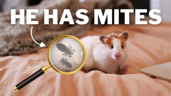 Why does my hamster have one red eye and one black?