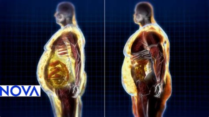 Why is human fat yellow?