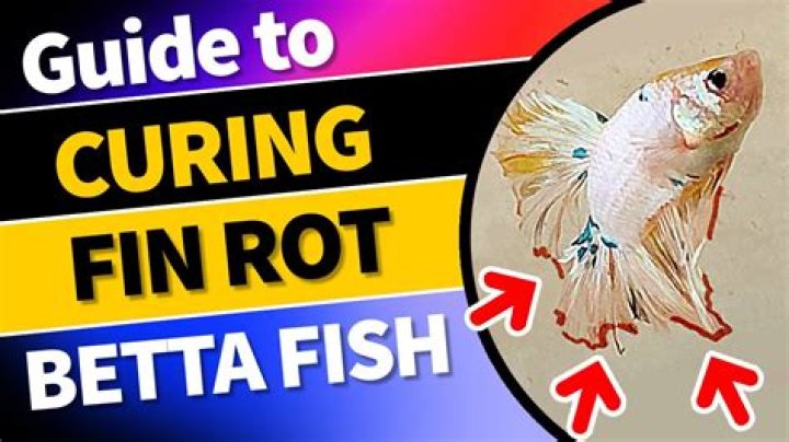 Why is my betta's tail shredded?