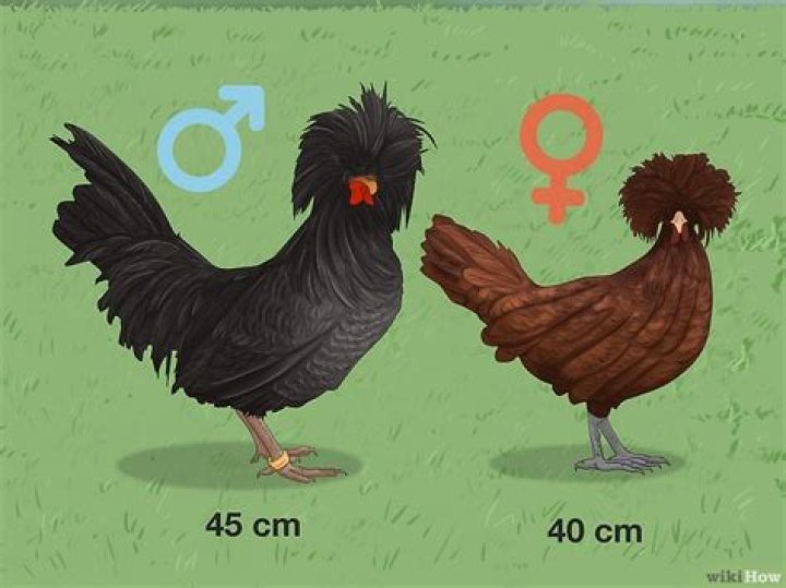 Why is my chickens crest turning black?