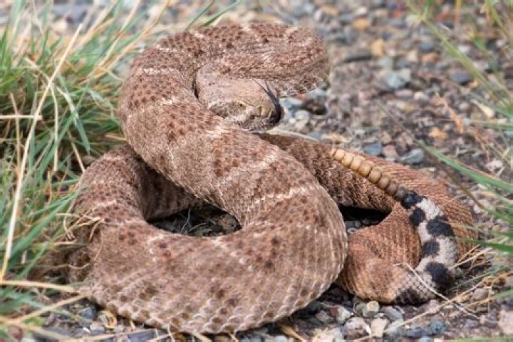 Will a snake chase you if you run?