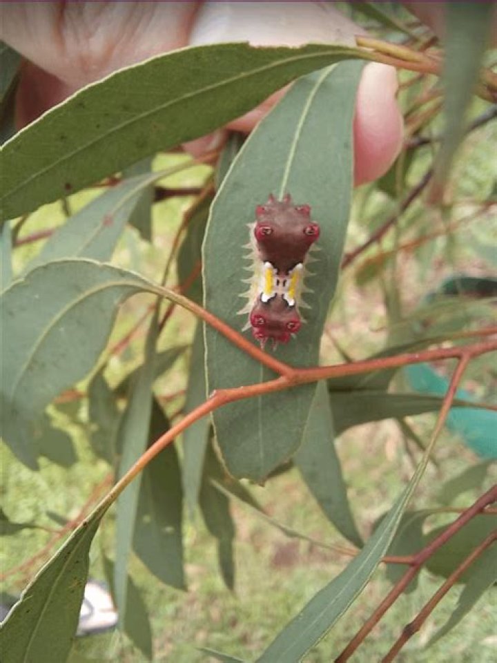 Will eucalyptus oil repel bugs?