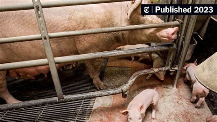Will pigs eat you alive?