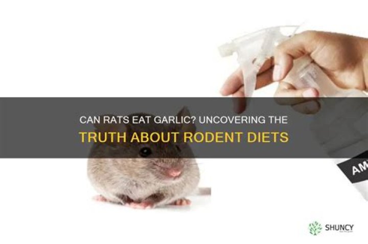 Will rats eat garlic?