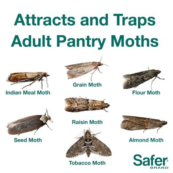 Will washing clothes get rid of moth eggs?